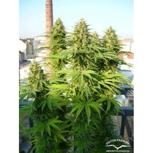 Frisian Dew - Dutch Passion femminizzati Dutch Passion €23,00