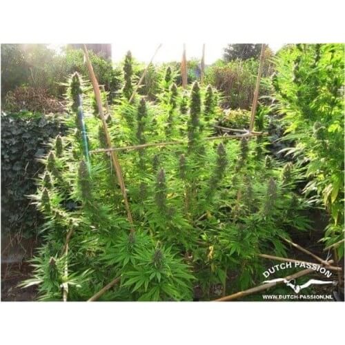 Frisian Dew - Dutch Passion femminizzati Dutch Passion €23,00