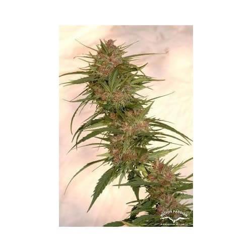 Frisian Dew - Dutch Passion femminizzati Dutch Passion €23,00