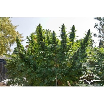 Hollands Hope - Dutch Passion femminizzati Dutch Passion €23,00 2