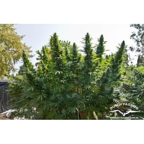 Hollands Hope - Dutch Passion femminizzati Dutch Passion €23,00