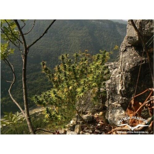 Hollands Hope - Dutch Passion femminizzati Dutch Passion €23,00