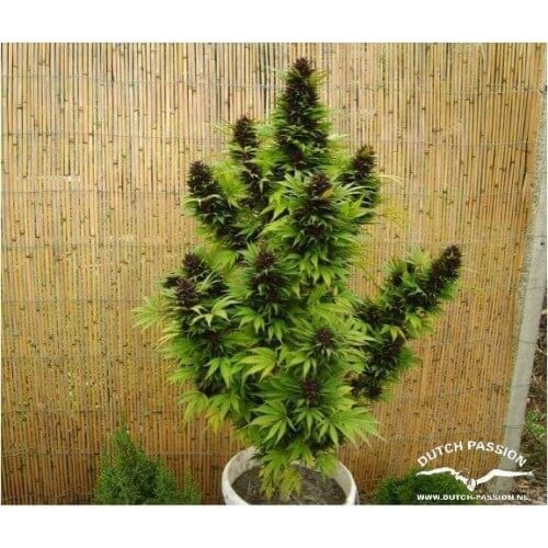 Hollands Hope - Dutch Passion femminizzati Dutch Passion €23,00