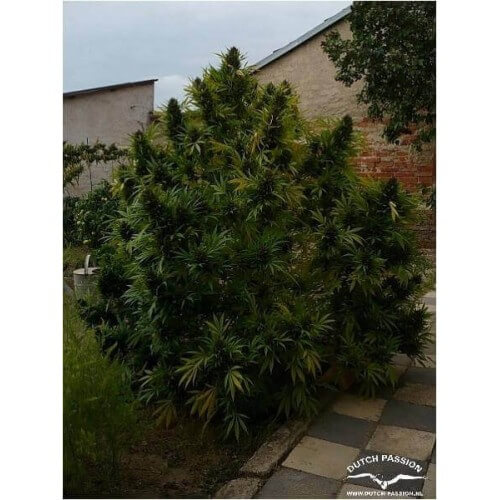 Hollands Hope - Dutch Passion femminizzati Dutch Passion €23,00