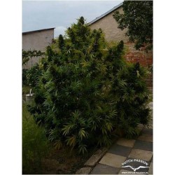 Hollands Hope - Dutch Passion femminizzati Dutch Passion €23,00