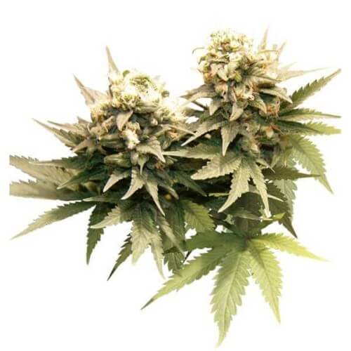 Masterkush - Dutch Passion femminizzati Dutch Passion €24,00