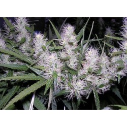 Masterkush - Dutch Passion femminizzati Dutch Passion €24,00