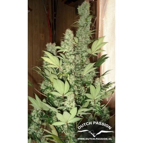 Masterkush - Dutch Passion femminizzati Dutch Passion €24,00