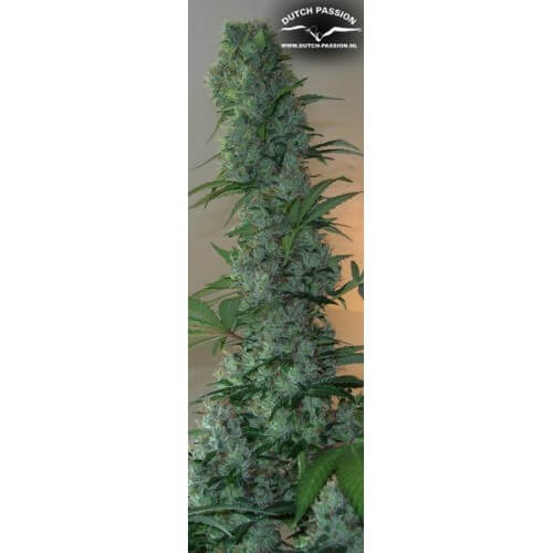 Masterkush - Dutch Passion femminizzati Dutch Passion €24,00