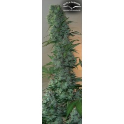 Masterkush - Dutch Passion femminizzati Dutch Passion €24,00