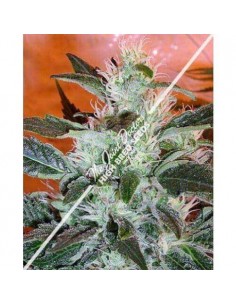 Lowryder 2 Auto - Joint Doctor femminizzati Joint Doctor's - High Bred Seeds €28,50