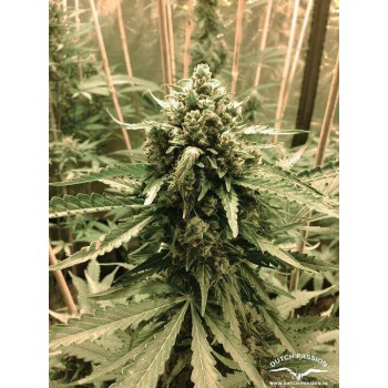AutoFrisian Dew - Dutch Passion femminizzati Dutch Passion €29,00 2