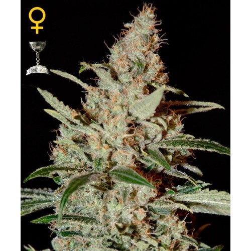 Chemdog - GreenHouse Seeds femminizzati GreenHouse Seeds €25,00