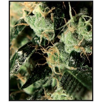 Chemdog - GreenHouse Seeds femminizzati GreenHouse Seeds €25,00 2