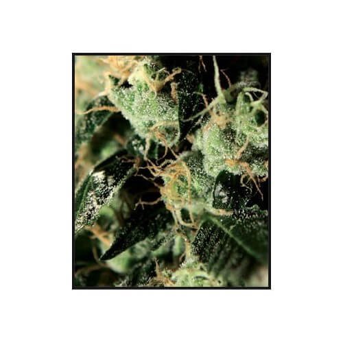Chemdog - GreenHouse Seeds femminizzati GreenHouse Seeds €25,00