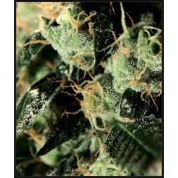 Chemdog - GreenHouse Seeds femminizzati GreenHouse Seeds €25,00