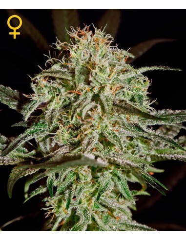 A.M.S. - GreenHouse Seeds femminizzati GreenHouse Seeds €17,50