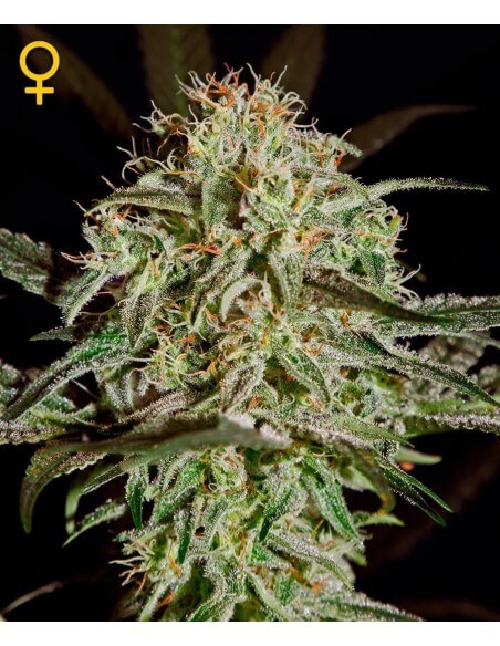 A.M.S. - GreenHouse Seeds femminizzati GreenHouse Seeds €17,50