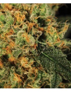 A.M.S. - GreenHouse Seeds femminizzati GreenHouse Seeds €17,50 2