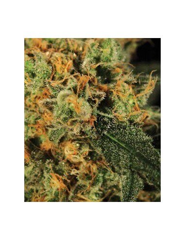A.M.S. - GreenHouse Seeds femminizzati GreenHouse Seeds €17,50