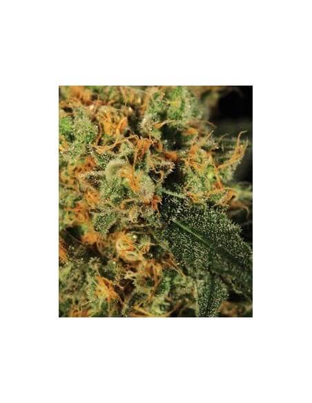 A.M.S. - GreenHouse Seeds femminizzati GreenHouse Seeds €17,50