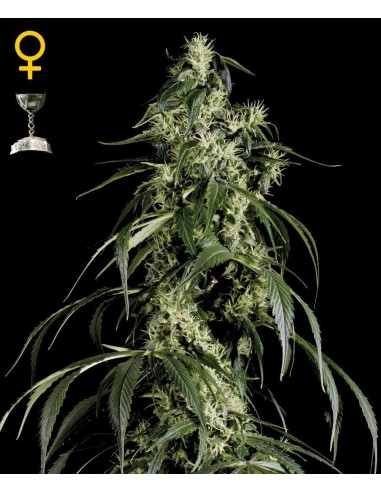 Arjan's Haze 1 - GreenHouse Seeds femminizzati GreenHouse Seeds €32,50