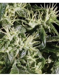 Arjan's Haze 1 - GreenHouse Seeds femminizzati GreenHouse Seeds €32,50 2