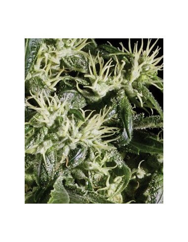 Arjan's Haze 1 - GreenHouse Seeds femminizzati GreenHouse Seeds €32,50