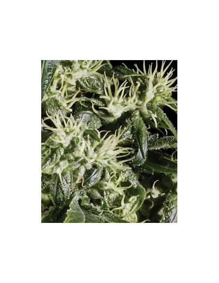 Arjan's Haze 1 - GreenHouse Seeds femminizzati GreenHouse Seeds €32,50