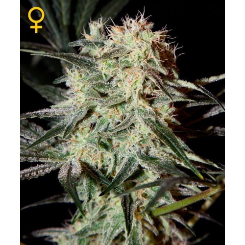 Arjan's Strawberry Haze - GreenHouse Seeds femminizzati GreenHouse Seeds €24,00