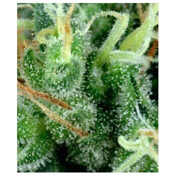 Arjan's Strawberry Haze - GreenHouse Seeds femminizzati GreenHouse Seeds €24,00 2