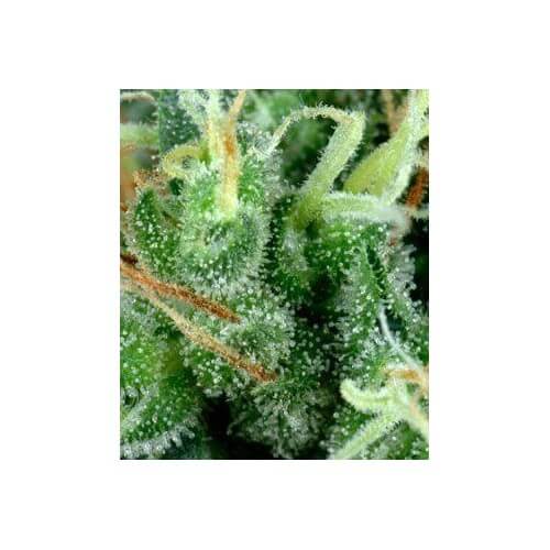 Arjan's Strawberry Haze - GreenHouse Seeds femminizzati GreenHouse Seeds €24,00