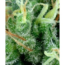 Arjan's Strawberry Haze - GreenHouse Seeds femminizzati GreenHouse Seeds €24,00 Arjan's Strawberry Haze - GreenHouse Seeds femminizzati GreenHouse Seeds €24,00
