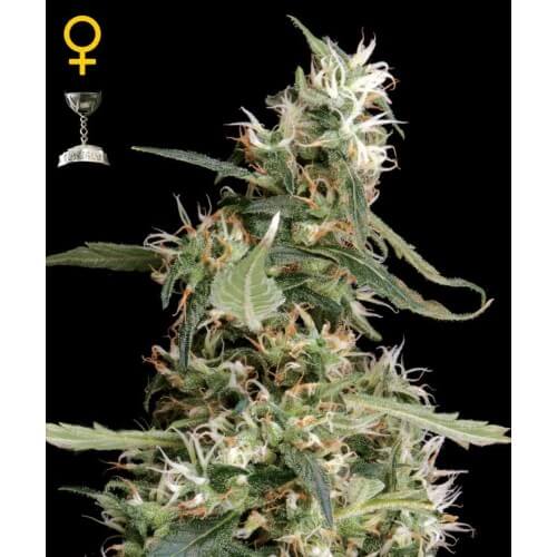 Arjan's Ultra Haze 1 - GreenHouse Seeds femminizzati GreenHouse Seeds €32,50