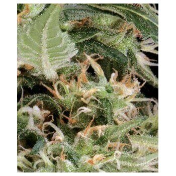 Arjan's Ultra Haze 1 - GreenHouse Seeds femminizzati GreenHouse Seeds €32,50 2