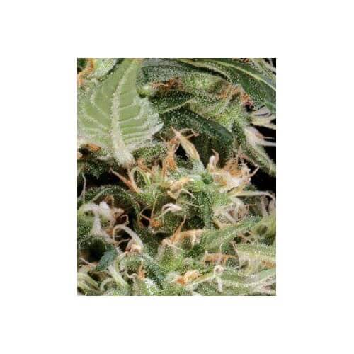 Arjan's Ultra Haze 1 - GreenHouse Seeds femminizzati GreenHouse Seeds €32,50