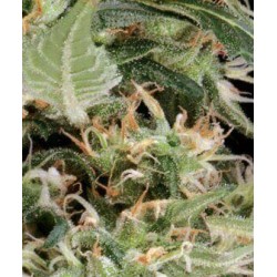 Arjan's Ultra Haze 1 - GreenHouse Seeds femminizzati GreenHouse Seeds €32,50 Arjan's Ultra Haze 1 - GreenHouse Seeds femminizzati GreenHouse Seeds €32,50