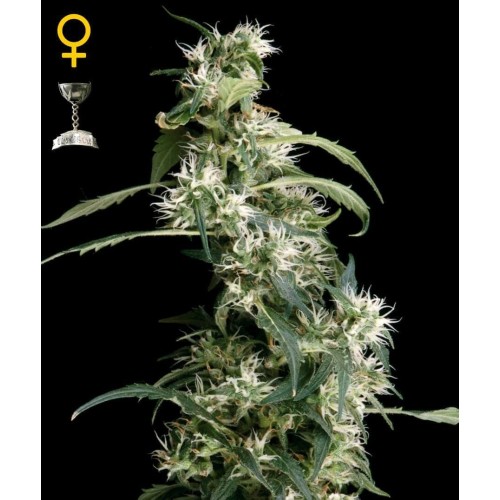 Arjan's Ultra Haze 2 - GreenHouse Seeds femminizzati GreenHouse Seeds €24,00