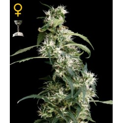 Arjan's Ultra Haze 2 - GreenHouse Seeds femminizzati GreenHouse Seeds €24,00 Arjan's Ultra Haze 2 - GreenHouse Seeds femminizzati GreenHouse Seeds €24,00
