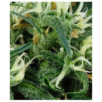 Arjan's Ultra Haze 2 - GreenHouse Seeds femminizzati GreenHouse Seeds €24,00 2