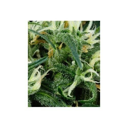 Arjan's Ultra Haze 2 - GreenHouse Seeds femminizzati GreenHouse Seeds €24,00