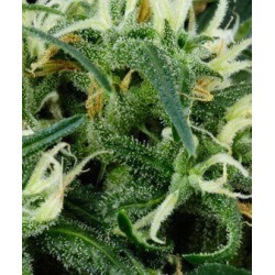 Arjan's Ultra Haze 2 - GreenHouse Seeds femminizzati GreenHouse Seeds €24,00 Arjan's Ultra Haze 2 - GreenHouse Seeds femminizzati GreenHouse Seeds €24,00