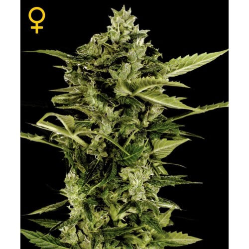 Auto-Bomb - GreenHouse Seeds femminizzati GreenHouse Seeds €25,00