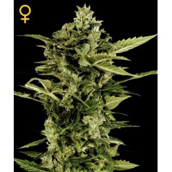 Auto-Bomb - GreenHouse Seeds femminizzati GreenHouse Seeds €25,00 Auto-Bomb - GreenHouse Seeds femminizzati GreenHouse Seeds €25,00