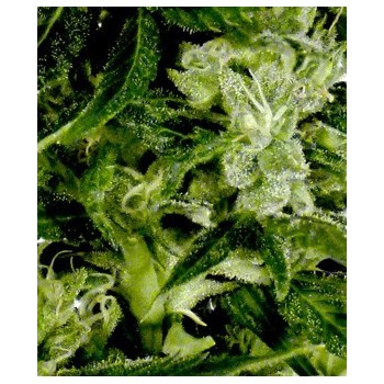 Auto-Bomb - GreenHouse Seeds femminizzati GreenHouse Seeds €25,00 2