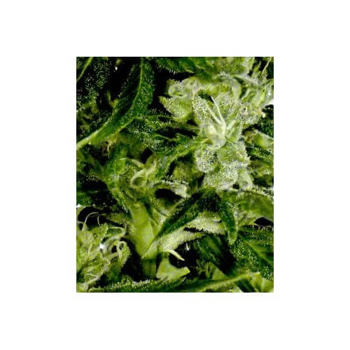 Auto-Bomb - GreenHouse Seeds femminizzati GreenHouse Seeds €25,00