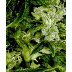 Auto-Bomb - GreenHouse Seeds femminizzati GreenHouse Seeds €25,00 Auto-Bomb - GreenHouse Seeds femminizzati GreenHouse Seeds €25,00