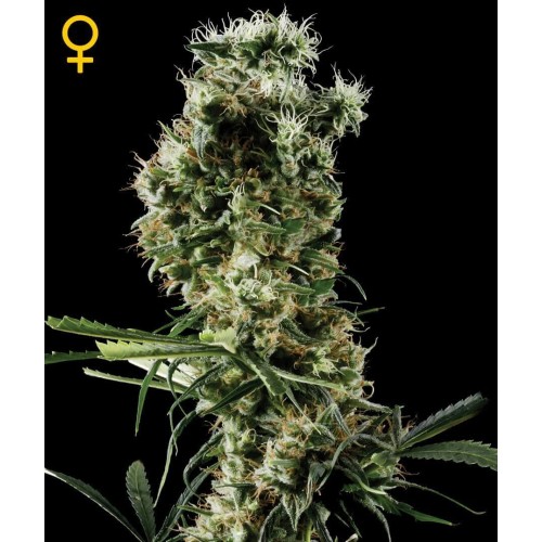 Arjan's Haze 2 - GreenHouse Seeds femminizzati GreenHouse Seeds €32,50