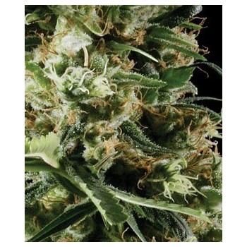 Arjan's Haze 2 - GreenHouse Seeds femminizzati GreenHouse Seeds €32,50 2