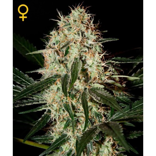 Arjan's Haze 3 - GreenHouse Seeds femminizzati GreenHouse Seeds €13,50